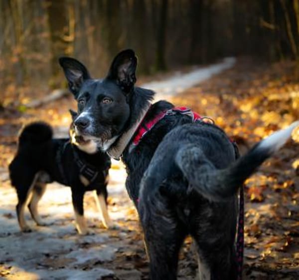 Mora, in Deutschland