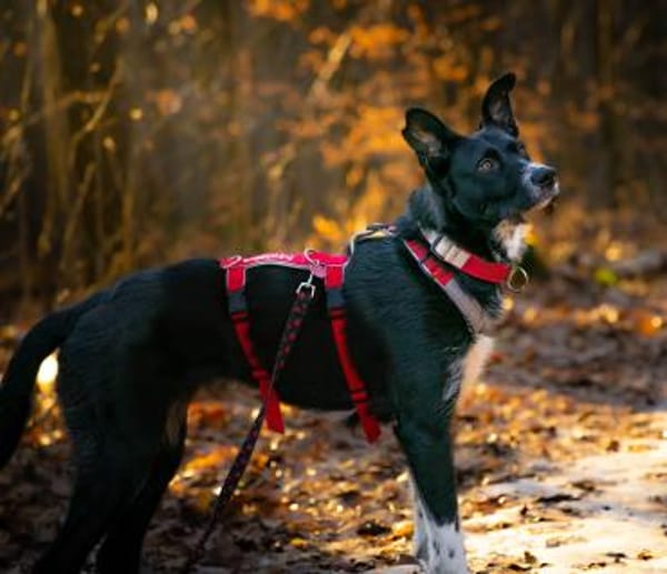 Mora, in Deutschland