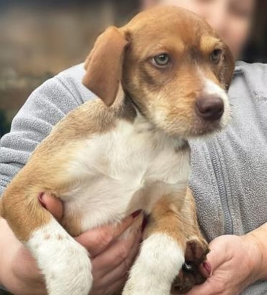 Valerio und Vincenzo 🐕🐕