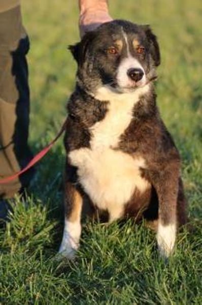 Tayto - zutraulich u. unkompliziert