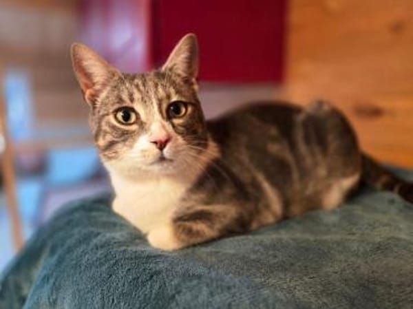 DILAN-wunderschöner, verspielter  Kater