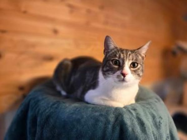 DILAN-wunderschöner, verspielter  Kater