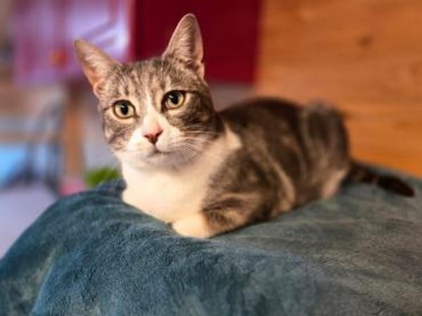 DILAN-wunderschöner, verspielter  Kater