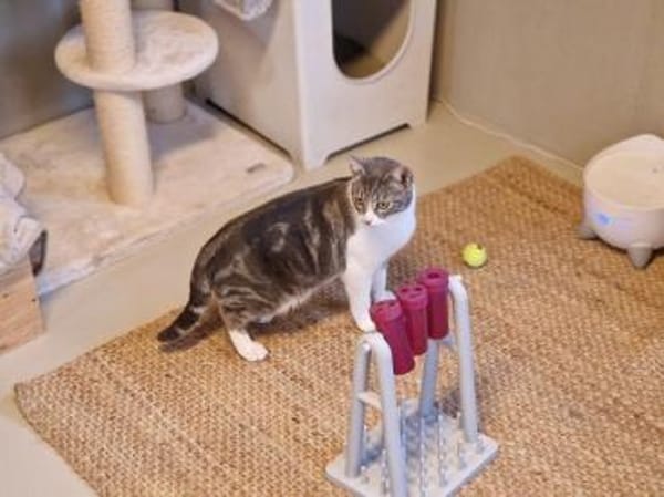 DILAN-wunderschöner, verspielter  Kater