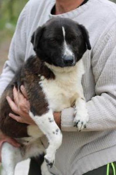 Batida  sehr liebenswerte, kleine Hündin