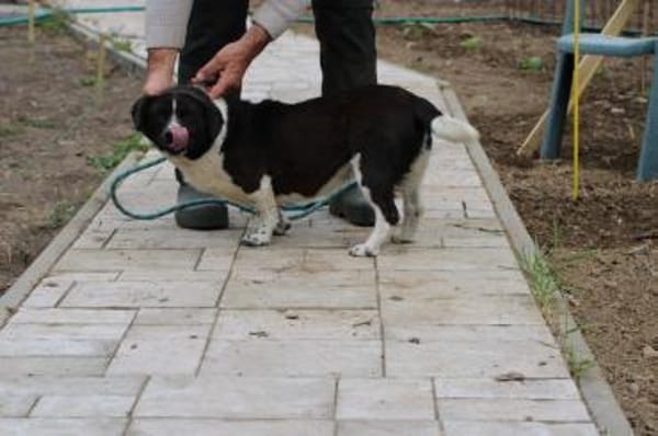 Batida  sehr liebenswerte, kleine Hündin