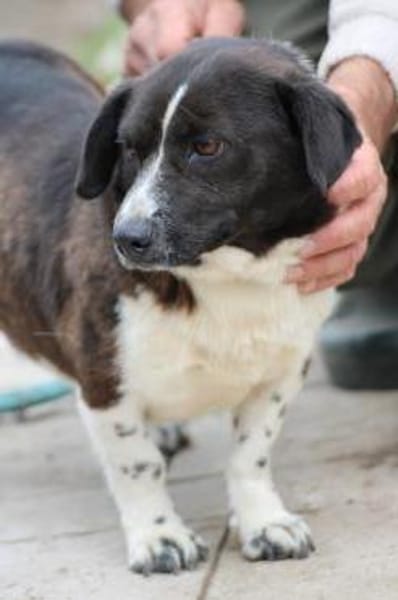 Batida  sehr liebenswerte, kleine Hündin