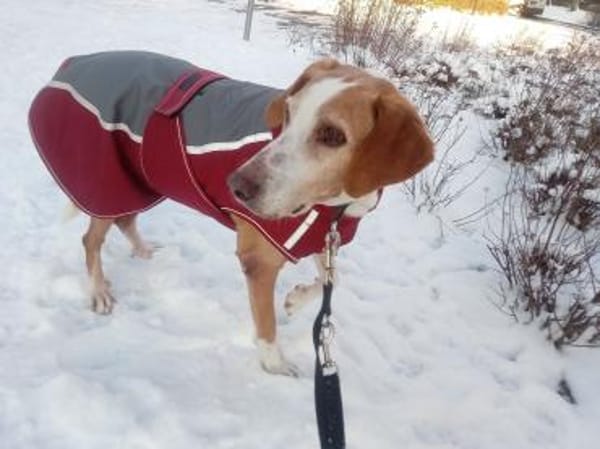 Zuhause gesucht für Kanelos