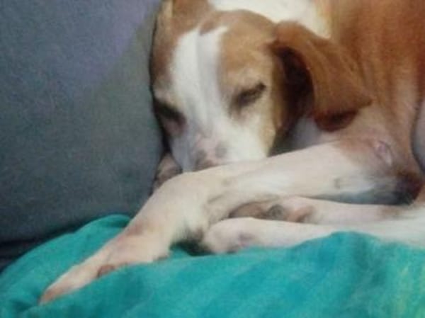 Zuhause gesucht für Kanelos