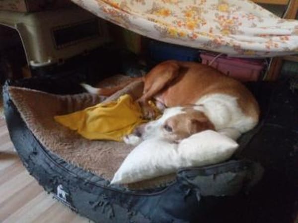 Zuhause gesucht für Kanelos