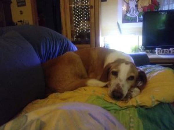 Zuhause gesucht für Kanelos