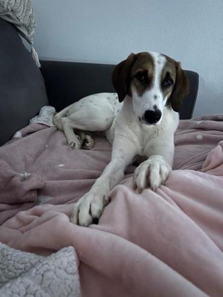 Zuhause gesucht für Ida