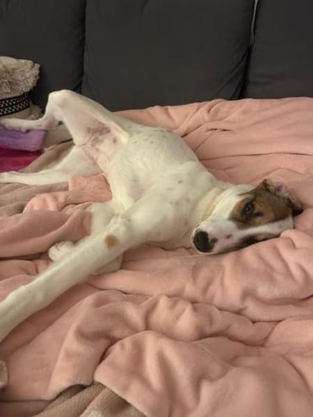 Zuhause gesucht für Ida