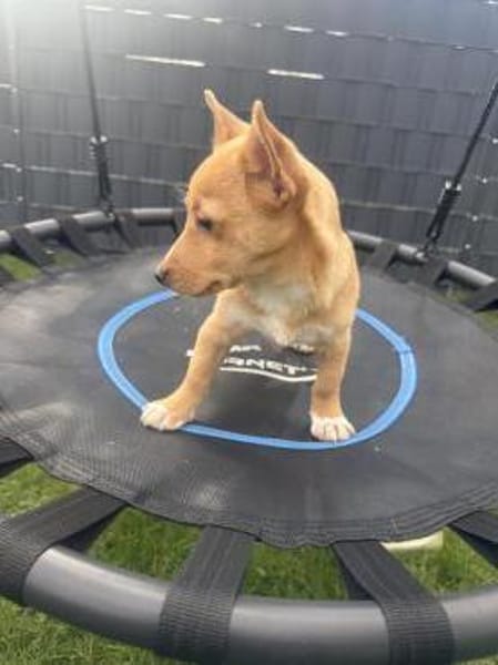 Luka sucht ein Körbchen