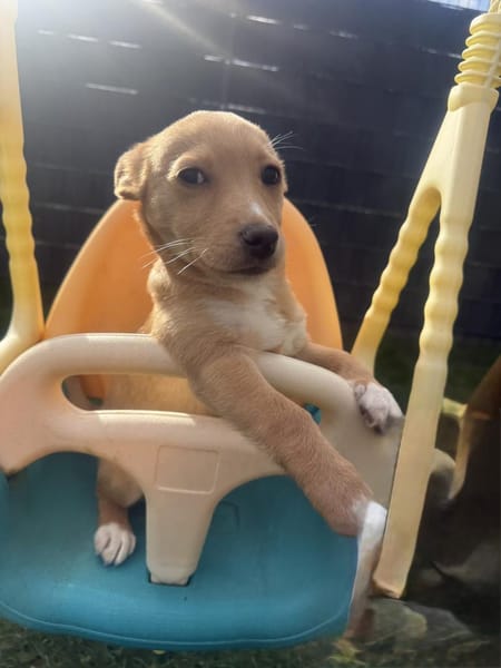 Luka sucht ein Körbchen