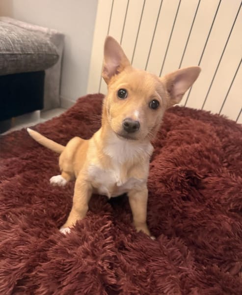 Luka sucht ein Körbchen