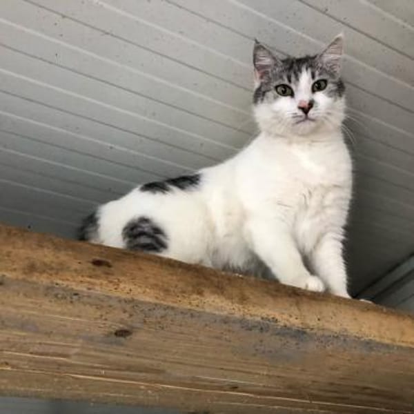 Shiva - wunderschöne Samtpfote