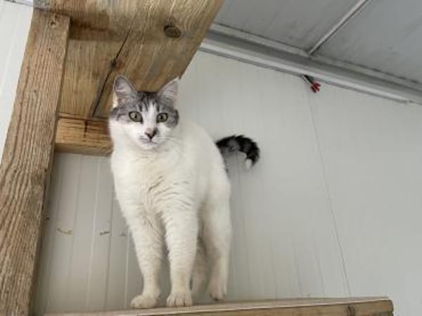 Shiva - wunderschöne Samtpfote