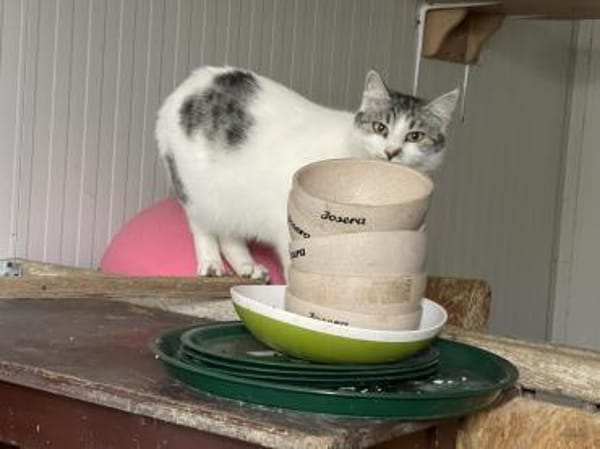 Shiva - wunderschöne Samtpfote