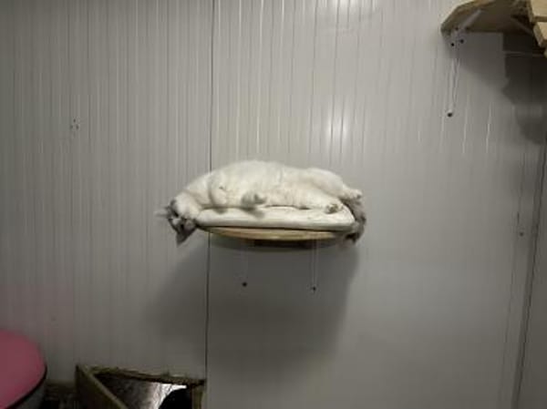 Shiva - wunderschöne Samtpfote