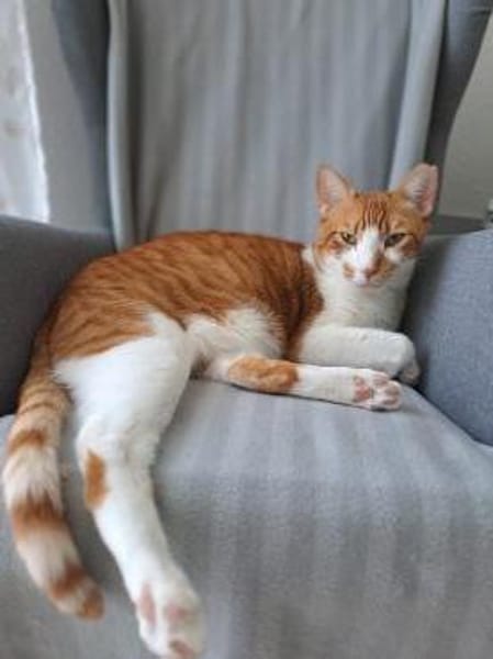 Verschmuster Carlo in Stockstadt (ALO)