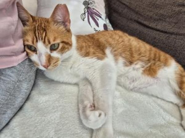 Verschmuster Carlo in Stockstadt (ALO)