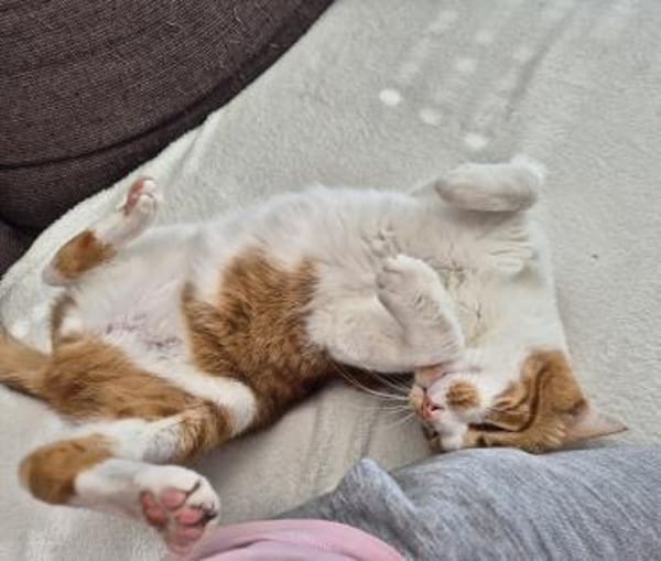 Verschmuster Carlo in Stockstadt (ALO)