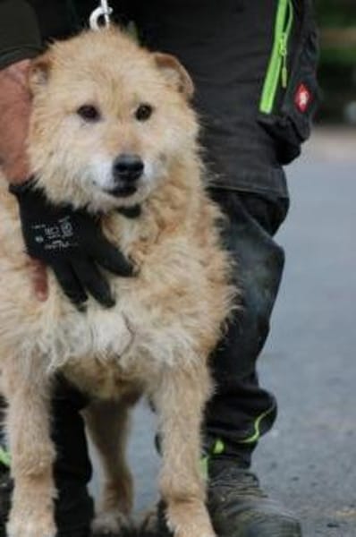 Lemon - zutraulich u. aufgeweckt