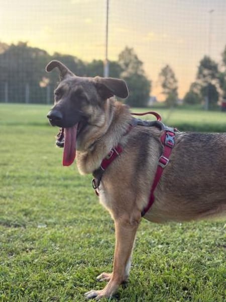 Aurora sucht ein neues Zuhause