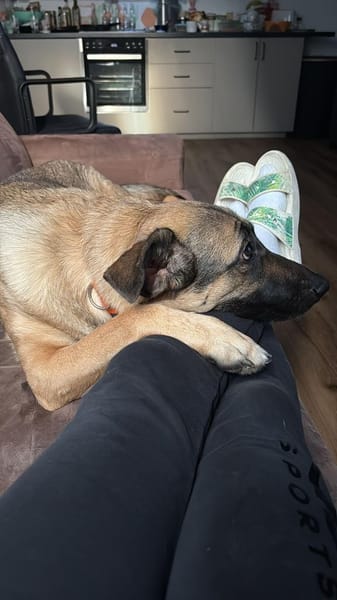 Aurora sucht ein neues Zuhause