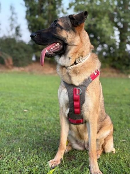 Aurora sucht ein neues Zuhause