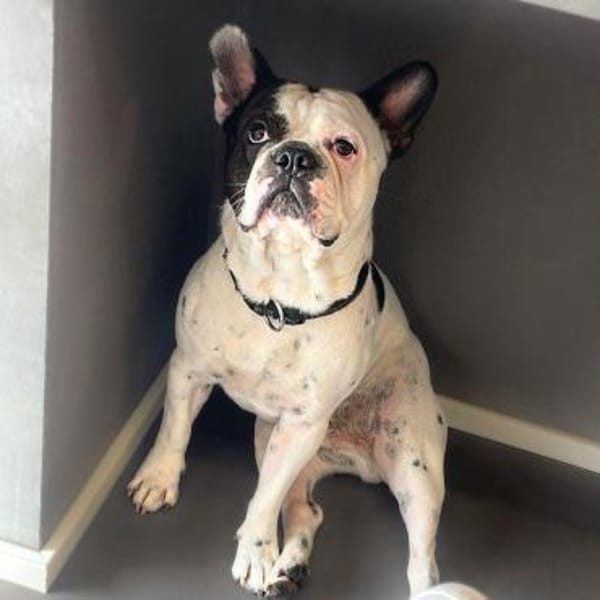 Cesur -orientiert an seiner Bezugsperson