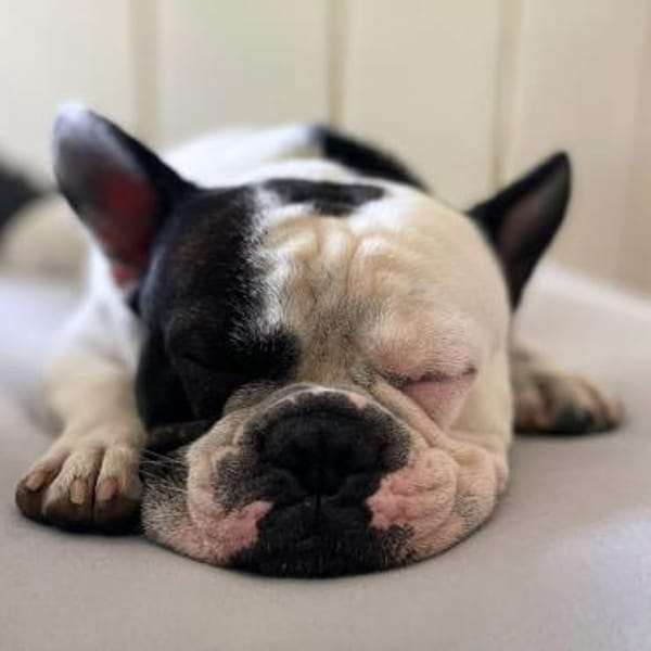 Cesur -orientiert an seiner Bezugsperson