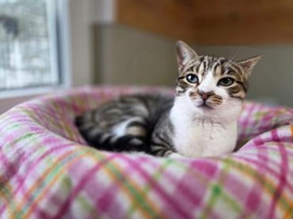 COLORADO-zuckersüßer Jung-Kater