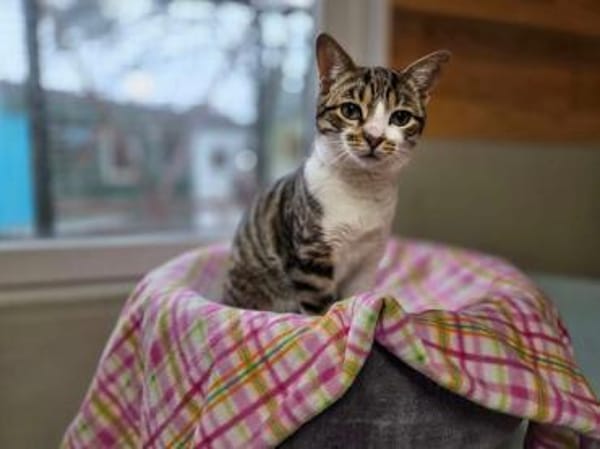 COLORADO-zuckersüßer Jung-Kater