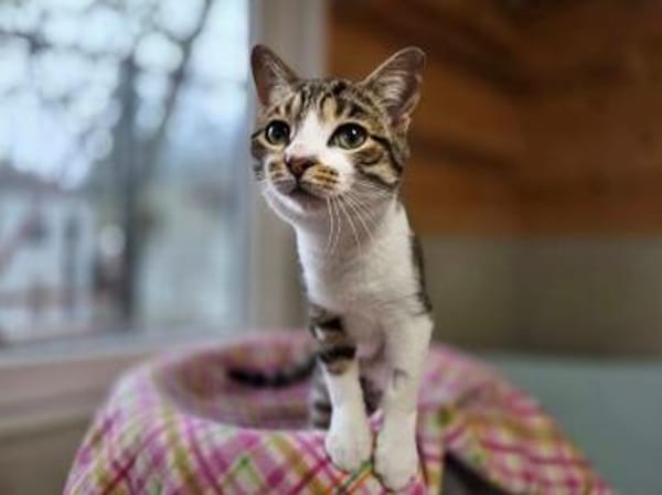 COLORADO-zuckersüßer Jung-Kater