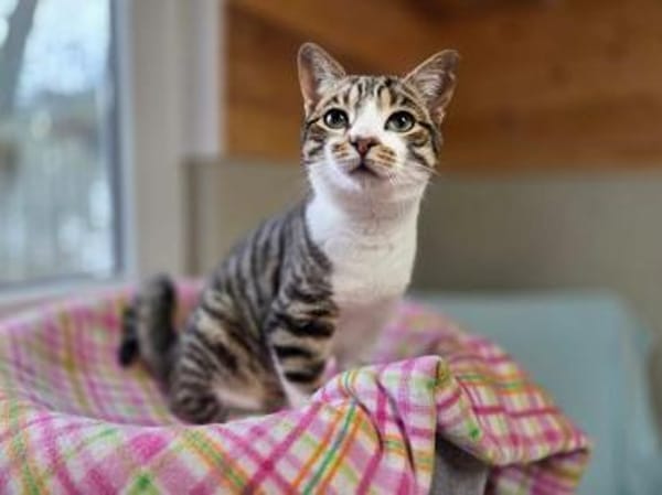 COLORADO-zuckersüßer Jung-Kater