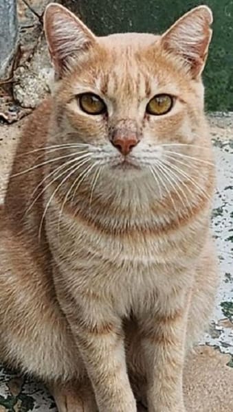 TOMMY-wunderschöner, verspielter Kater