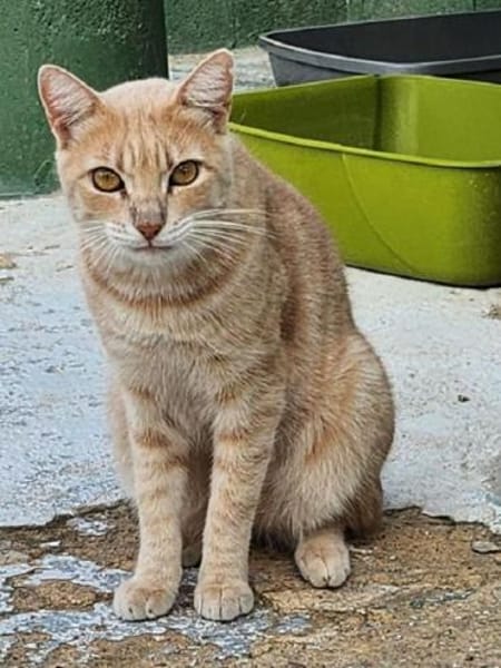 TOMMY-wunderschöner, verspielter Kater