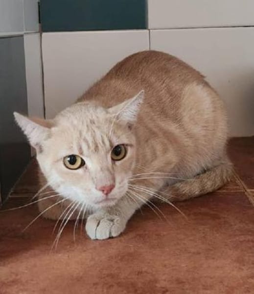 TOMMY-wunderschöner, verspielter Kater