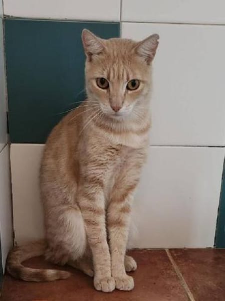 TOMMY-wunderschöner, verspielter Kater