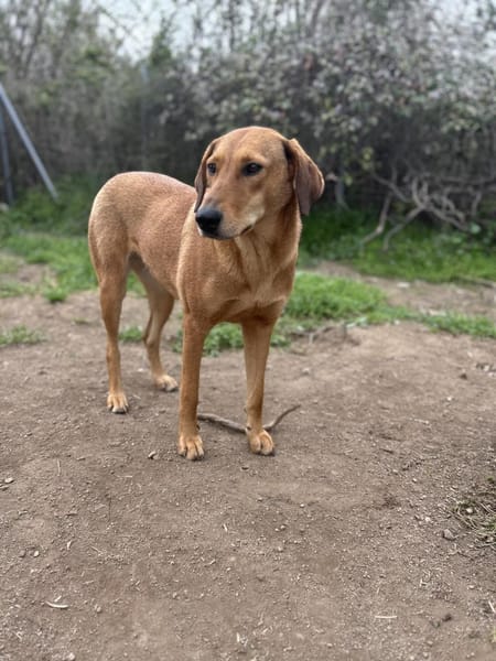 Zuhause/Pflegestelle gesucht für Debby