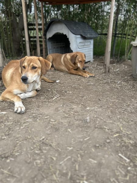 Zuhause/Pflegestelle gesucht für Debby