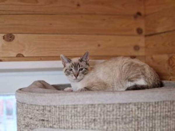 CAIMA-zuckersüßer Jung-Kater