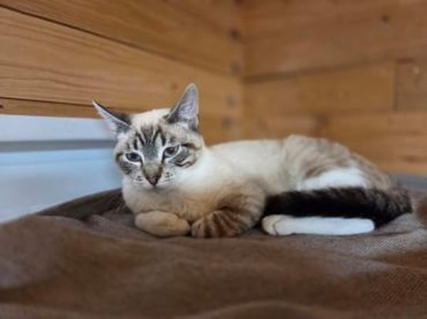 CAIMA-zuckersüßer Jung-Kater