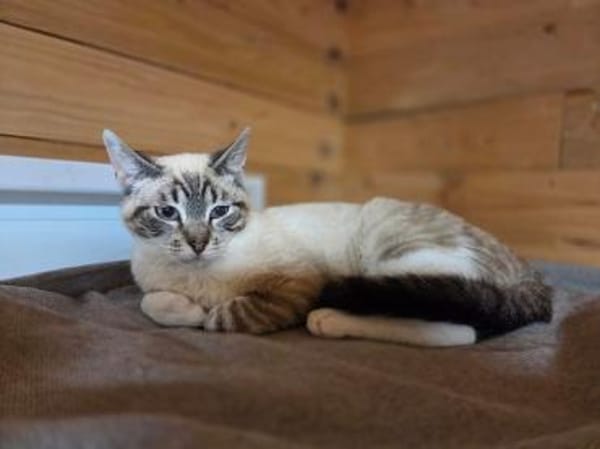 CAIMA-zuckersüßer Jung-Kater