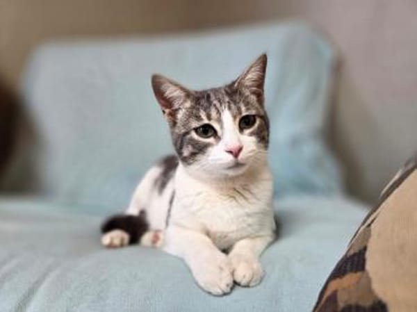 JAZZ-wunderschöne,verschmust Katzen-Dame