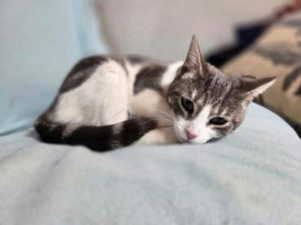 JAZZ-wunderschöne,verschmust Katzen-Dame