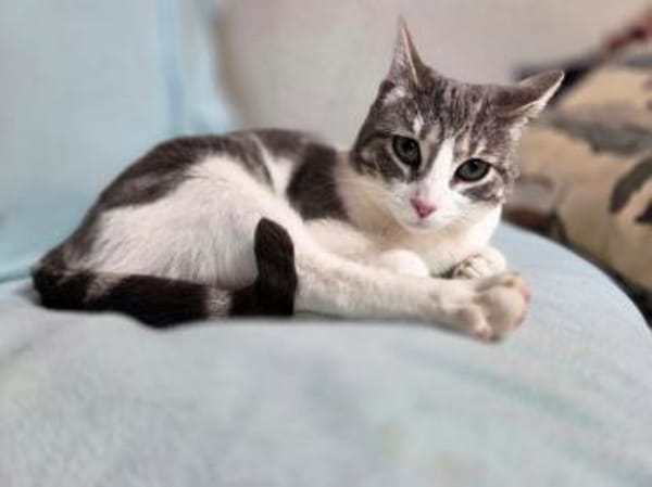 JAZZ-wunderschöne,verschmust Katzen-Dame