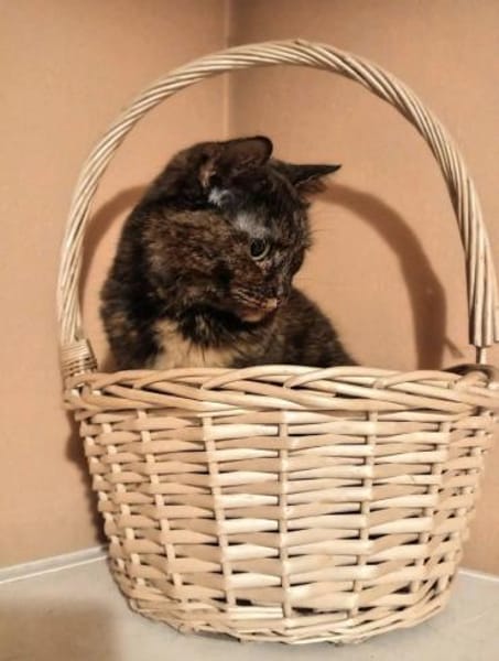 Pam 2019 sucht ihr Körbchen 52249